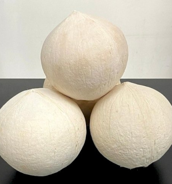 Dừa trọc 