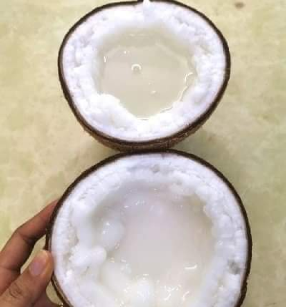 Dừa sáp Cầu Kè Trà Vinh