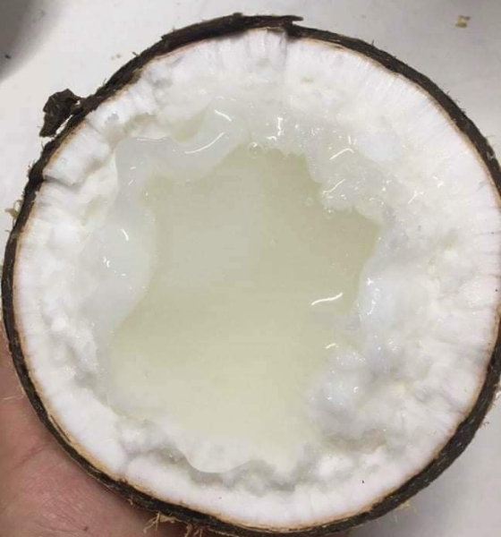 Dừa sáp Cầu Kè Trà Vinh