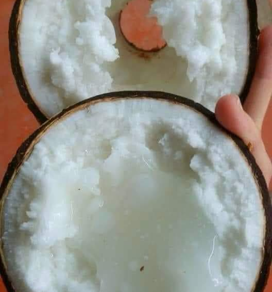 Dừa sáp Cầu Kè Trà Vinh
