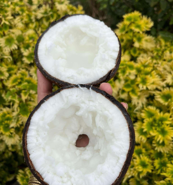 Dừa sáp Cầu Kè Trà Vinh