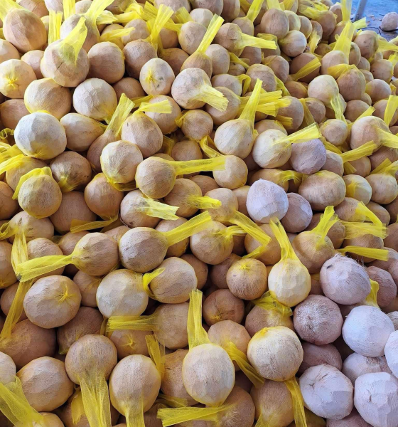 Dừa sáp Cầu Kè Trà Vinh